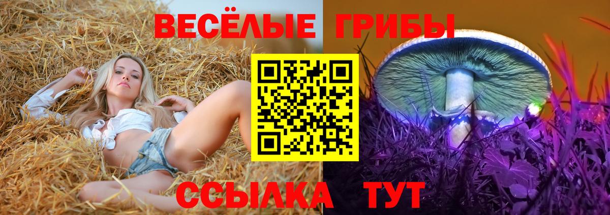 продажа наркотиков  Псилоцибиновые грибы Cubensis  Вход с VPN  Балашов 